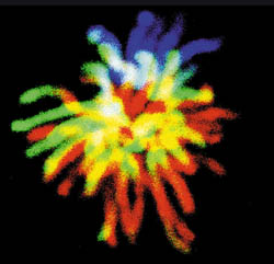 [7] Хромосомы человека. Credit Paul J. Smith and Rachel Errington/Wellcome Trust