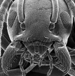[4] Муравей. Mat Tizard. Scanning electron microscope.