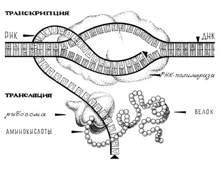 Рис. 1. Схема биосинтеза белка.