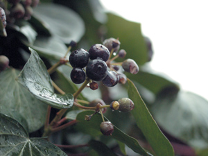 Просто натюрморт.