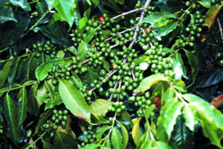 Самый дорогой сорт кофе в мире — Kopi Luwak (600-800 долларов за килограмм). В мешки попадают только зерна, прошедшие через пищеварительный тракт индонезийской виверры (Paradoxus Hermaphroditus). Понятно, что сбор такого кофе — занятие малоприятное, да и возможности виверр по пропусканию через себя кофейных зерен ограничены. Поэтому Kopi Luwak производится очень мало — от 250 кг в год.