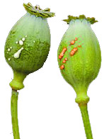 рис. 1