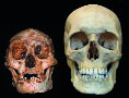 Homo floresiensis vs Homo sapiens.