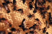 ��������� �������� ���������� ������������ ����� (��. www.zigbee.org/en/about/faq.asp).