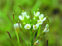 Arabidopsis thaliana ����� ����� ��������� ����� ������������ ���������� � ������� �������� ������ � ������� �� �� ������ ���������